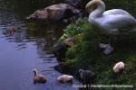 雲石峠、渓流、白鳥の子　他