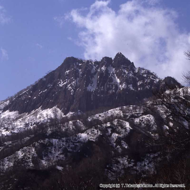 90_04　おぼこ岳残雪　ヤチブキ上八雲