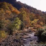 おぼこ荘付近紅葉・小牧荘