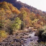 おぼこ荘付近紅葉・小牧荘