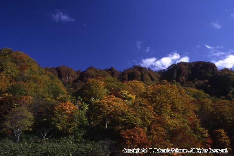 おぼこ荘裏山　他