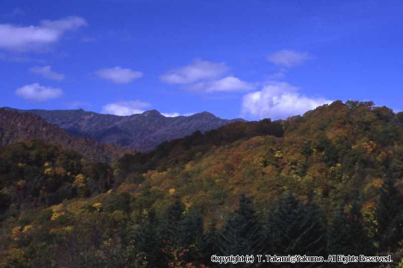 おぼこ荘裏山　他