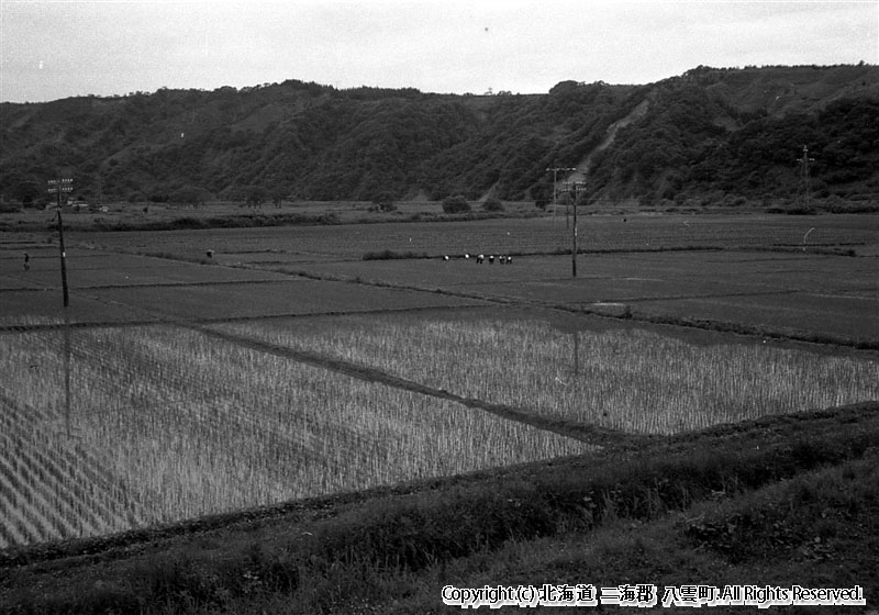 昭和38年　落部の水田