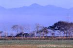 10　八雲・風景（夏）