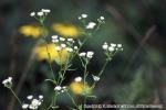 18　野の花（秋）