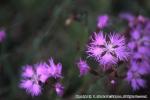 18　野の花（秋）