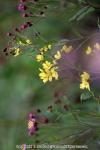 18　野の花（秋）