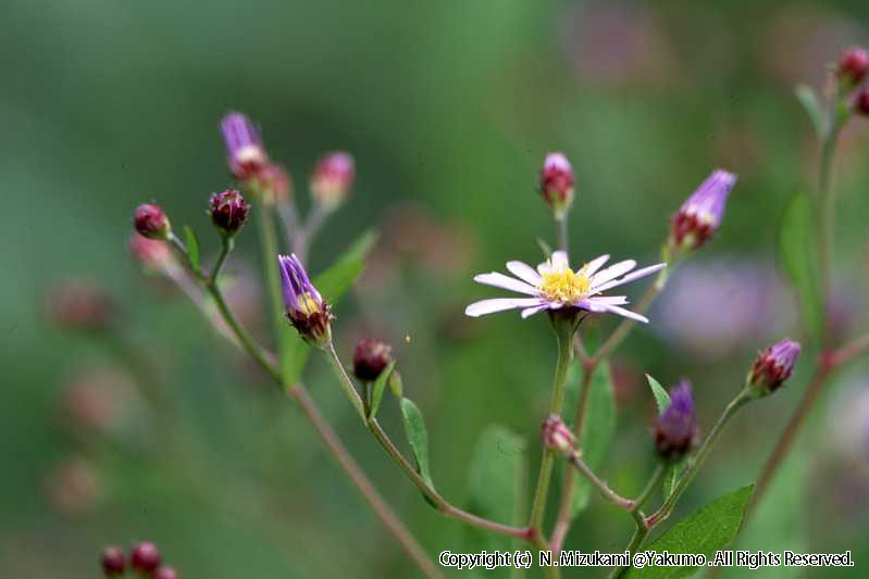 18　野の花（秋）