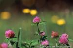 18　野の花（秋）