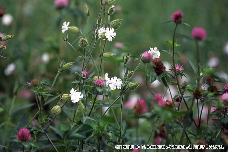 18　野の花（秋）