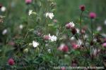 18　野の花（秋）