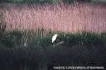 18 野鳥（河口）