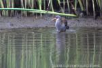 18 野鳥（河口）