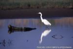 18 野鳥（河口）