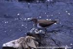 18 野鳥（河口）