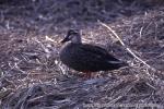 18 野鳥（河口）