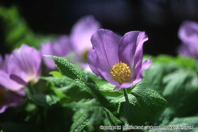 18　野の花（春）