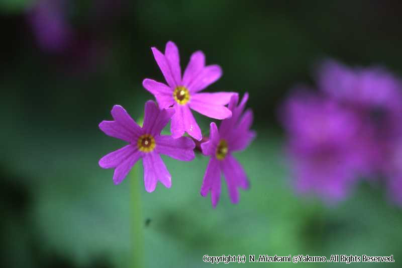 18　野の花（春）