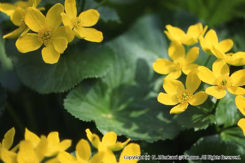 18　野の花（春）