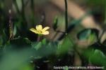 18　野の花（春）