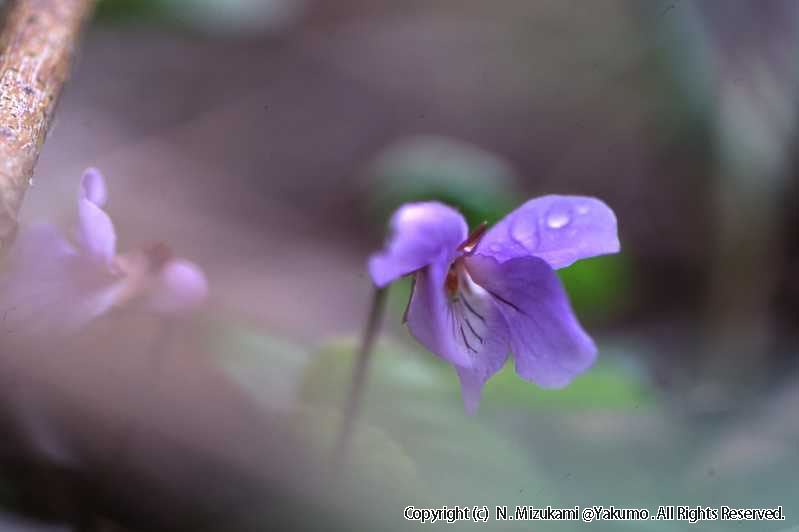 18　野の花（春）