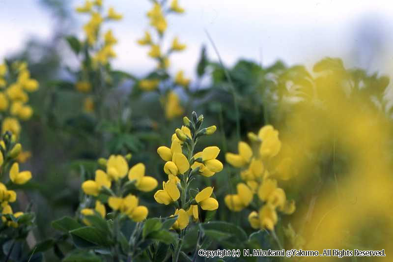 18　野の花（春）