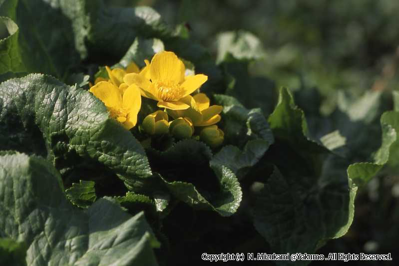 18　野の花（春）