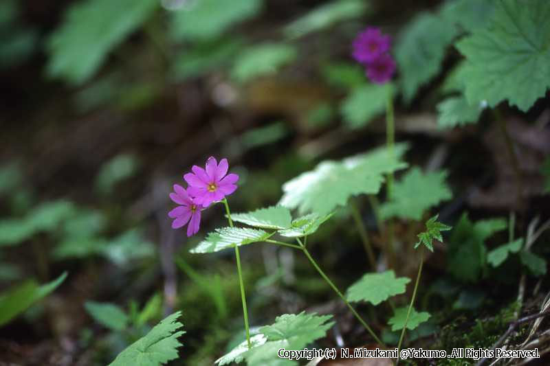 18　野の花（春）