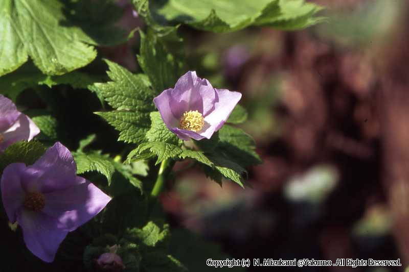 18　野の花（春）