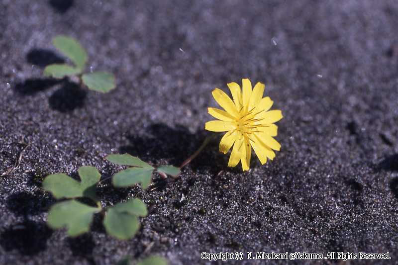 18　野の花（春）