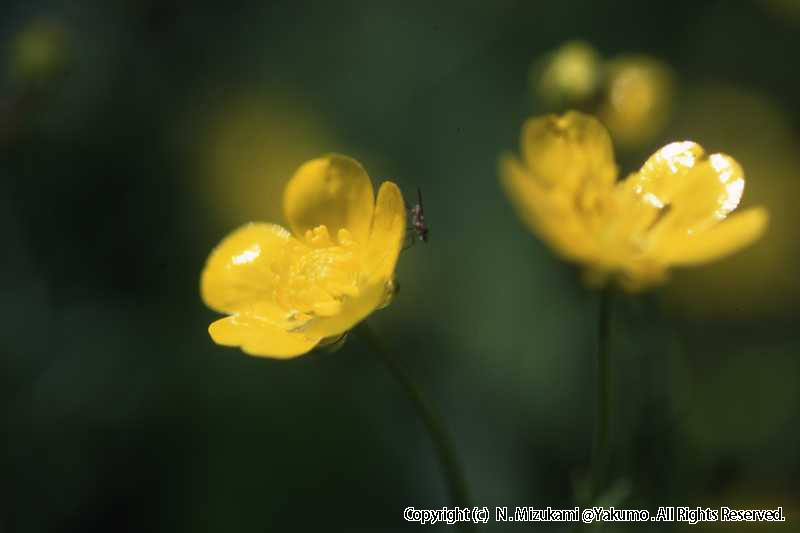 18　野の花（春）