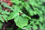 18　野の花（春）