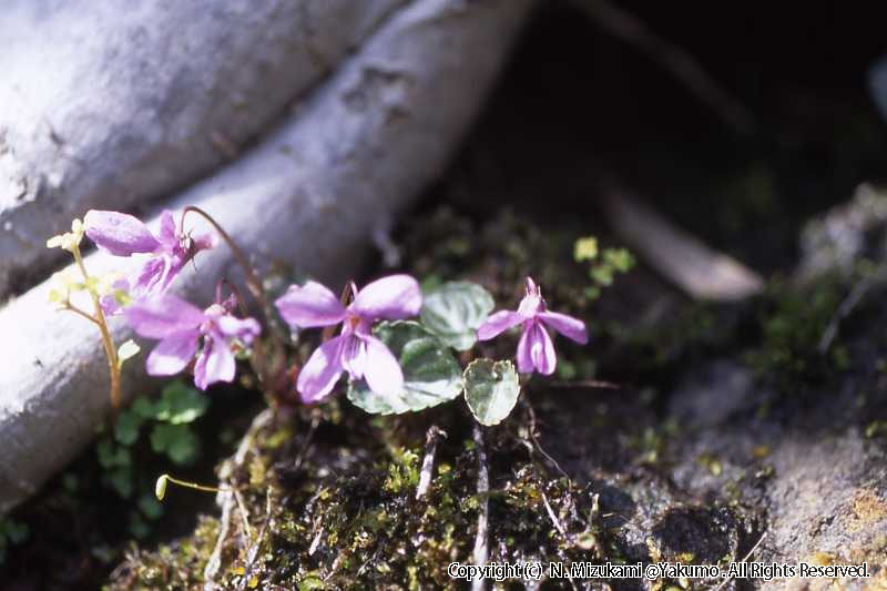 18　野の花（春）