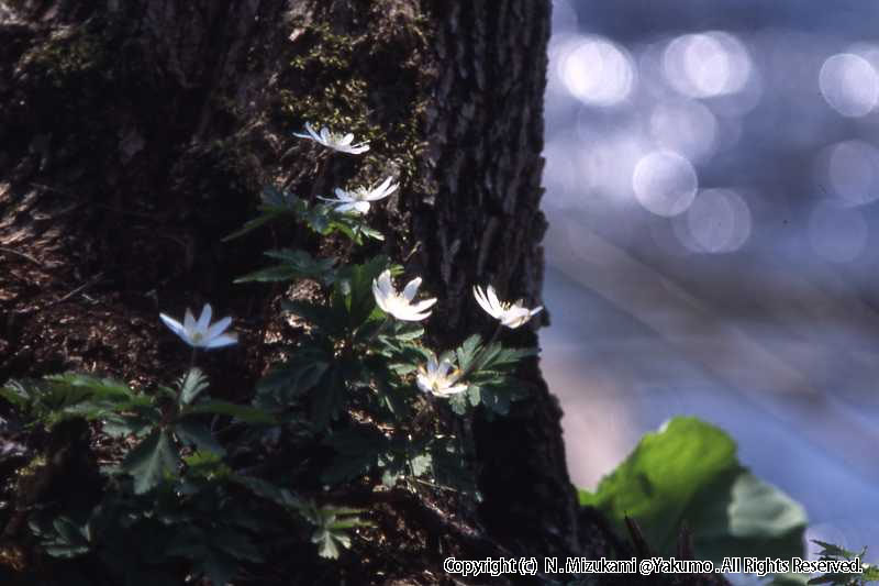 18　野の花（春）