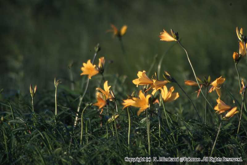 18　野の花（春）
