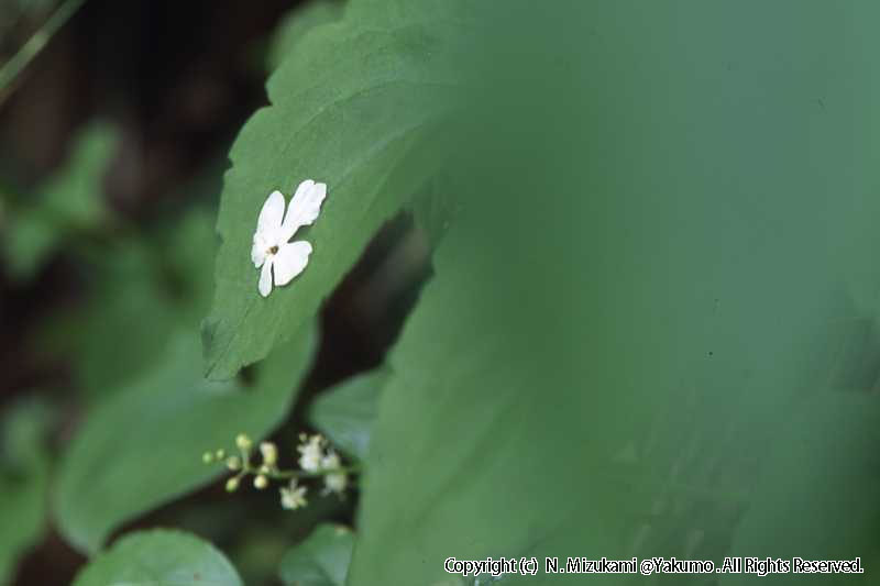 18　野の花（春）