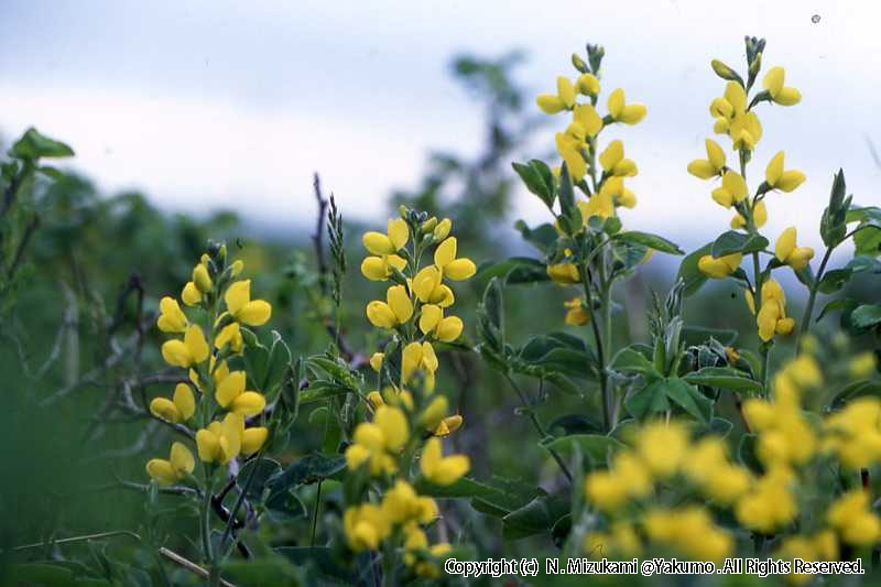 18　野の花（春）