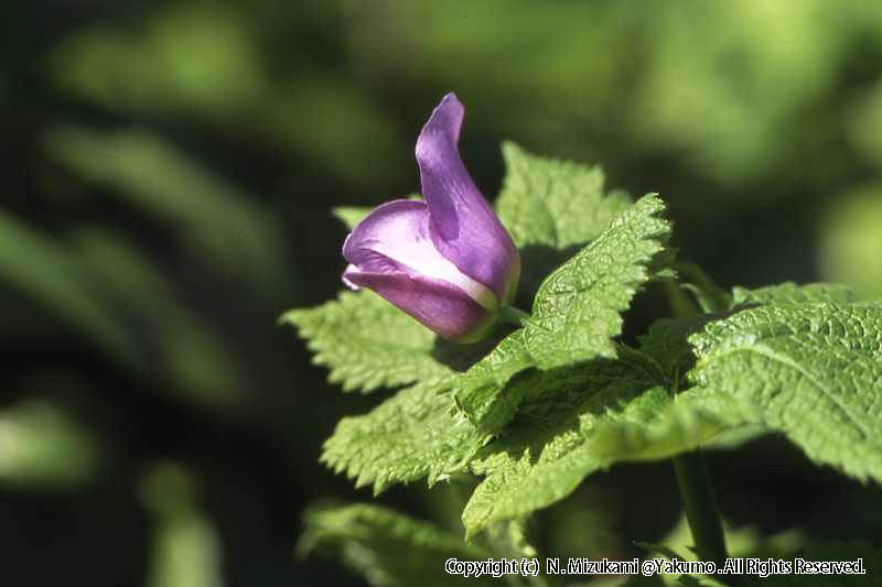 18　野の花（春）