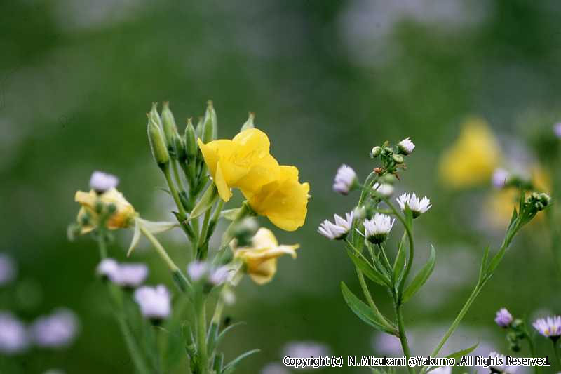 18　野の花（夏）