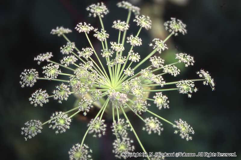 18　野の花（夏）