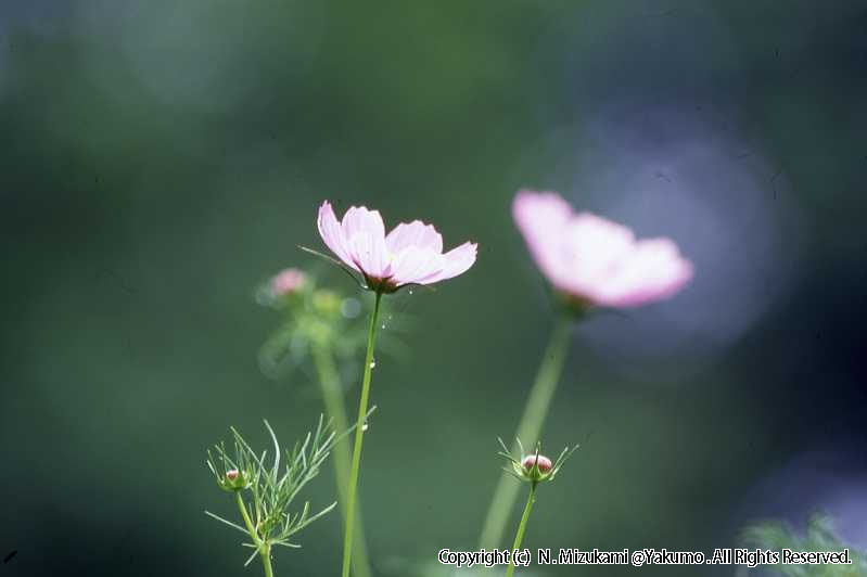 18　野の花（夏）