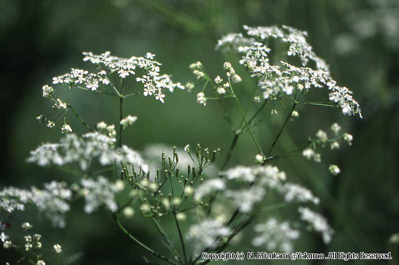 18　野の花（夏）