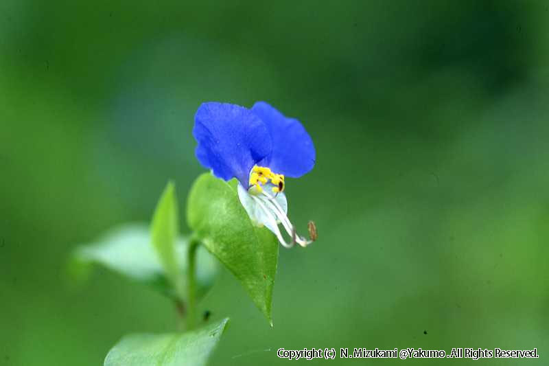 18　野の花（夏）