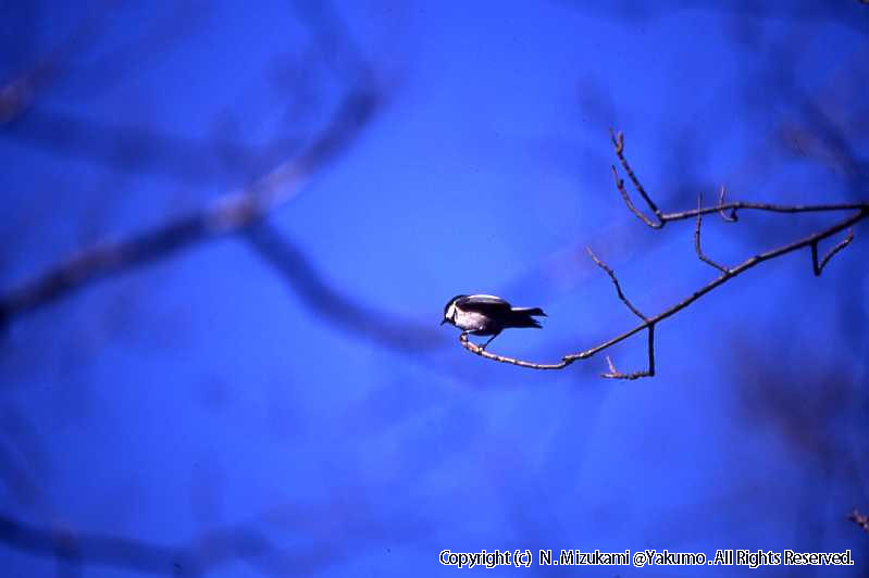 野鳥