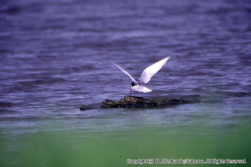 野鳥