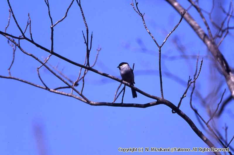 野鳥