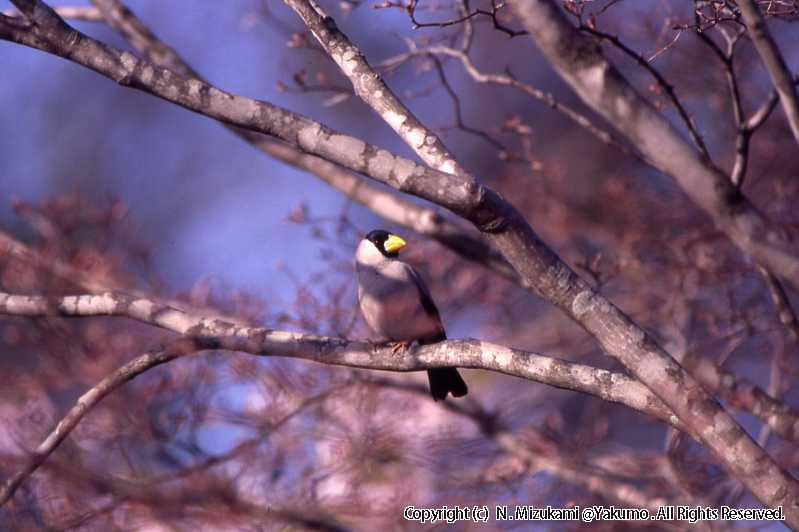 野鳥