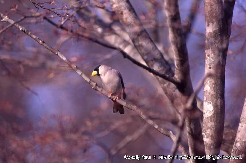 野鳥