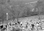 平成7年 八雲町植樹祭