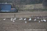 H22.04.15 熊石海岸、春日白鳥